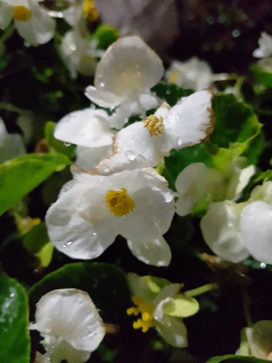 꽃
